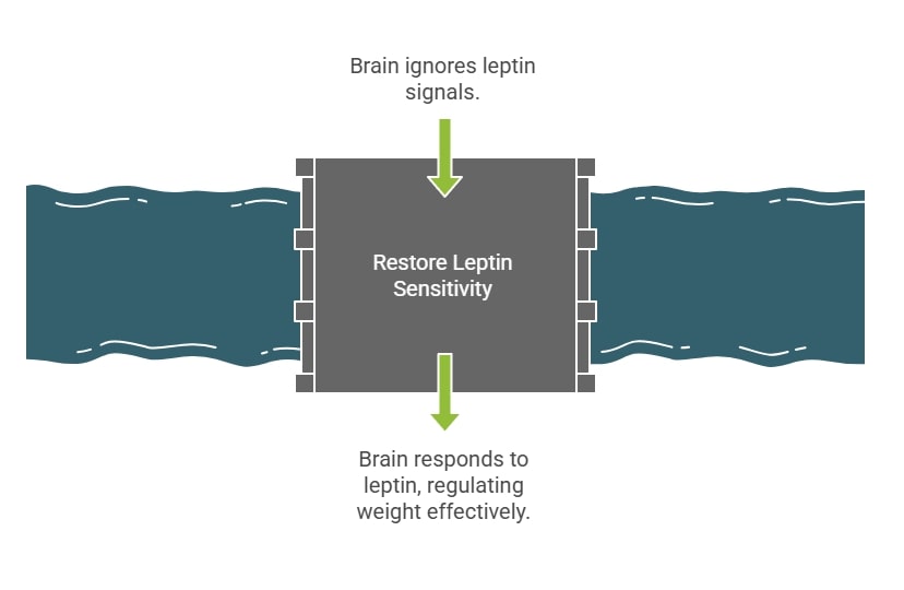 Diagram of the role of leptin in weight loss