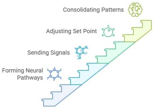 illustration of what happens to your brain when you sleep